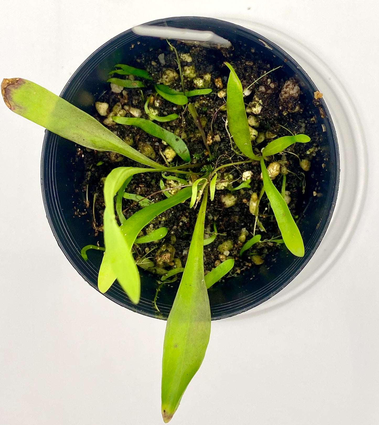 Utricularia longifolia