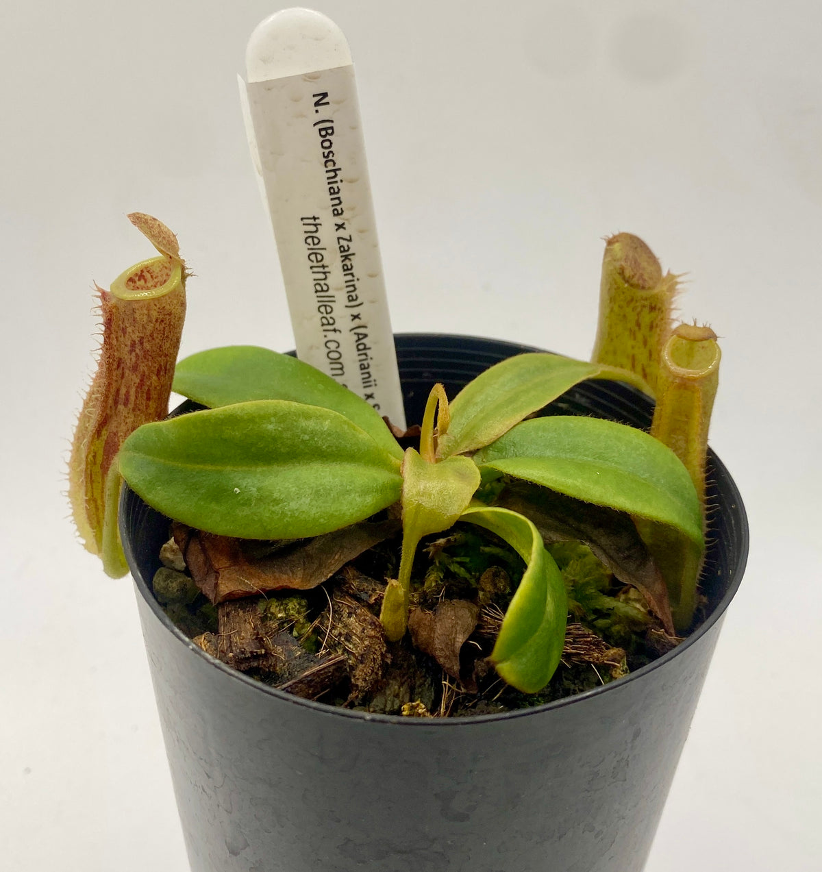 N. (Boschiana x Zakarina) x (Adrianii x Sumatrana)- XS - seed grown