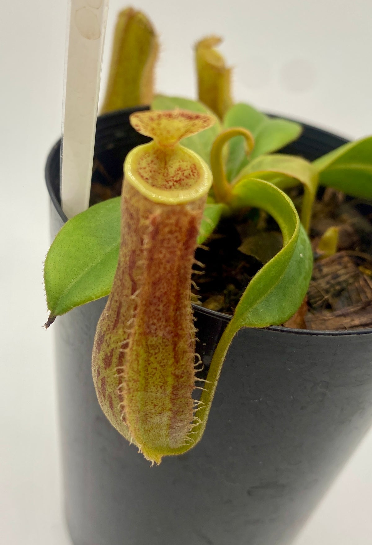 N. (Boschiana x Zakarina) x (Adrianii x Sumatrana)- XS - seed grown