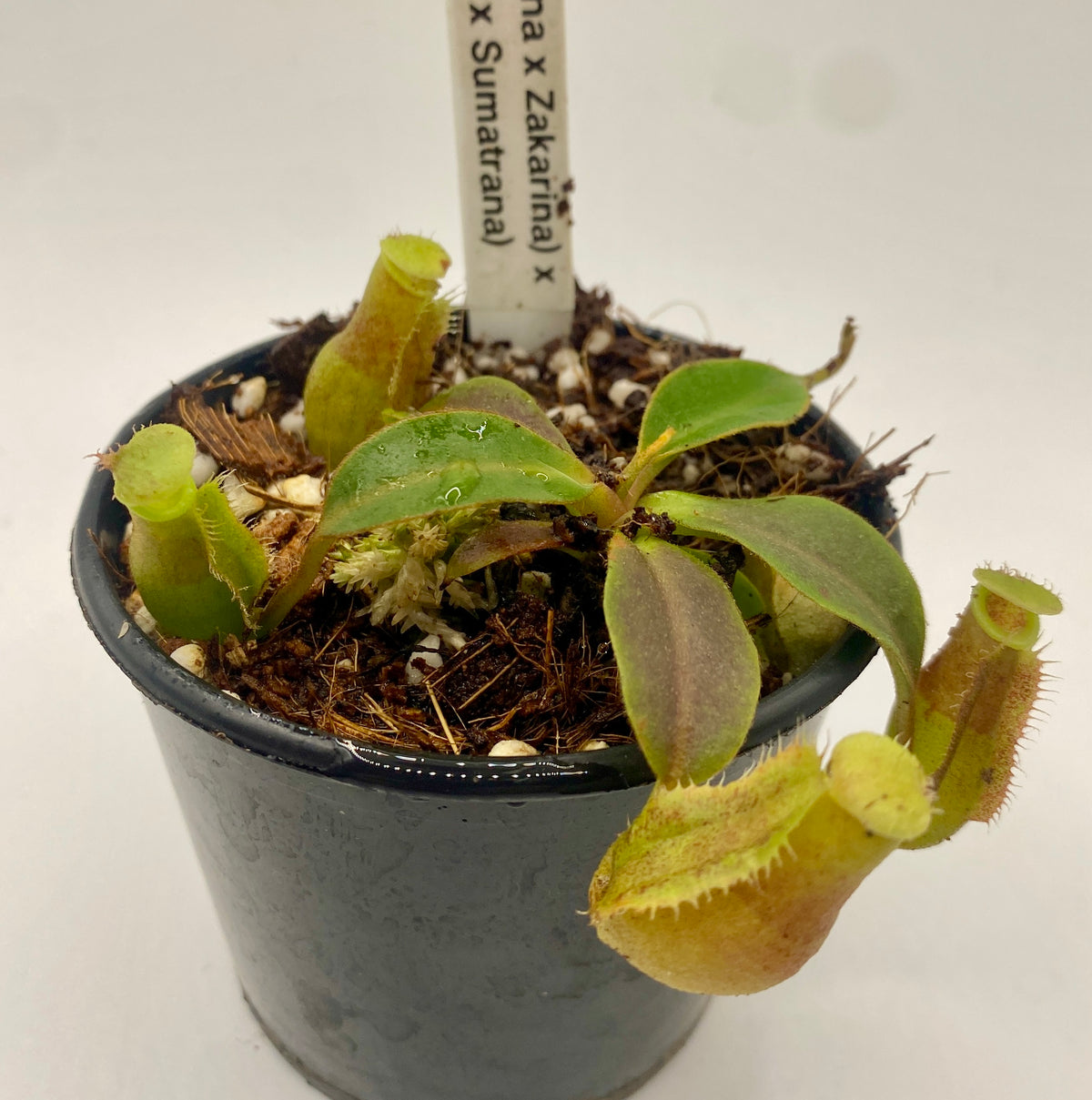 N. (Boschiana x Zakarina) x (Adrianii x Sumatrana)- XS - seed grown
