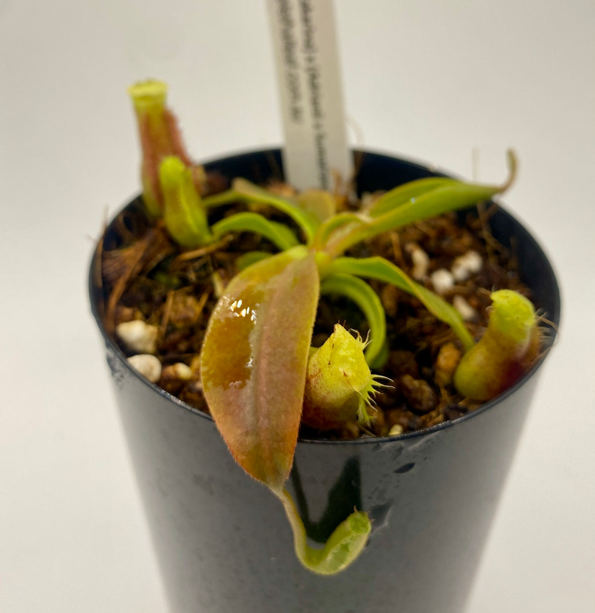 N. (Boschiana x Zakarina) x (Adrianii x Sumatrana)- XS - seed grown