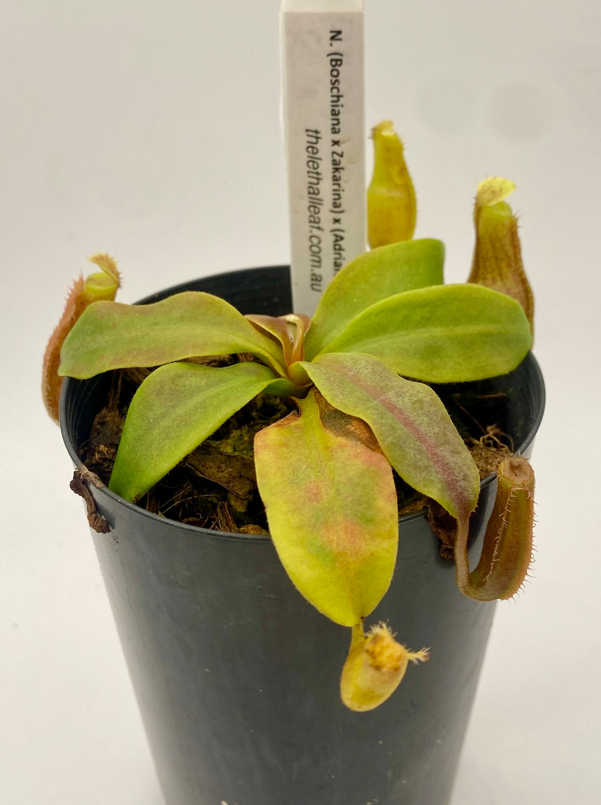 N. (Boschiana x Zakarina) x (Adrianii x Sumatrana)- XS - seed grown