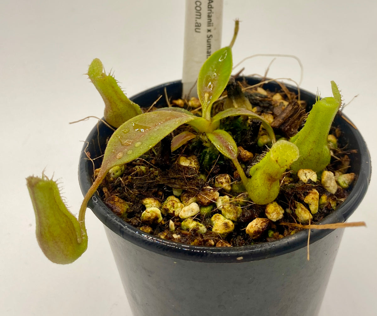 N. (Boschiana x Zakarina) x (Adrianii x Sumatrana)- XS - seed grown