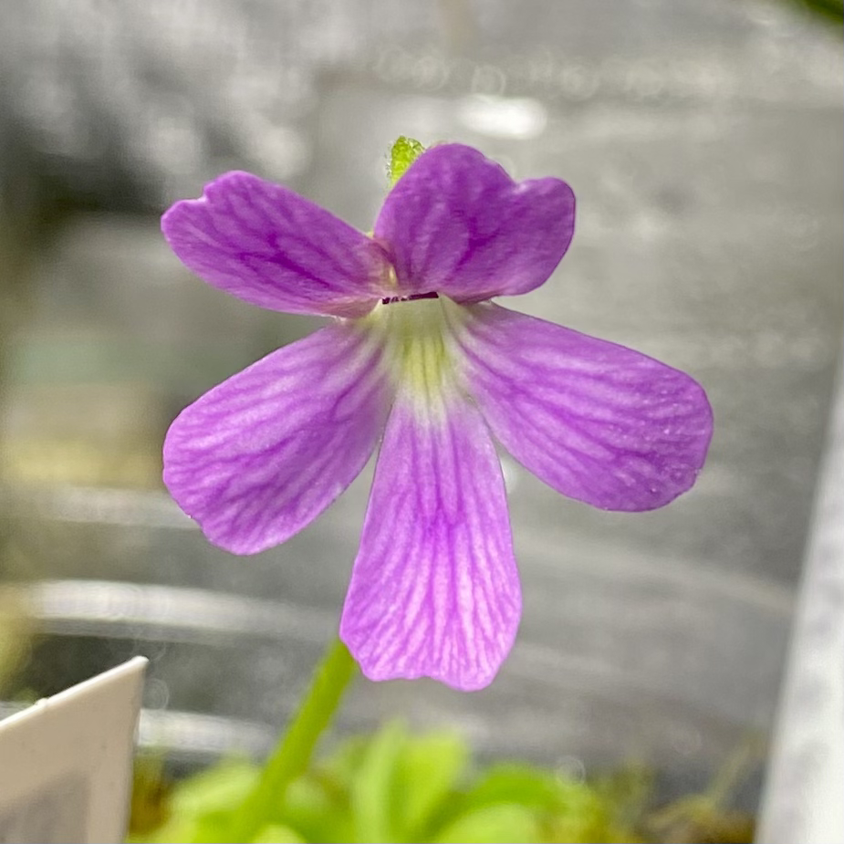 Pinguicula - emarginata x 'Weser'