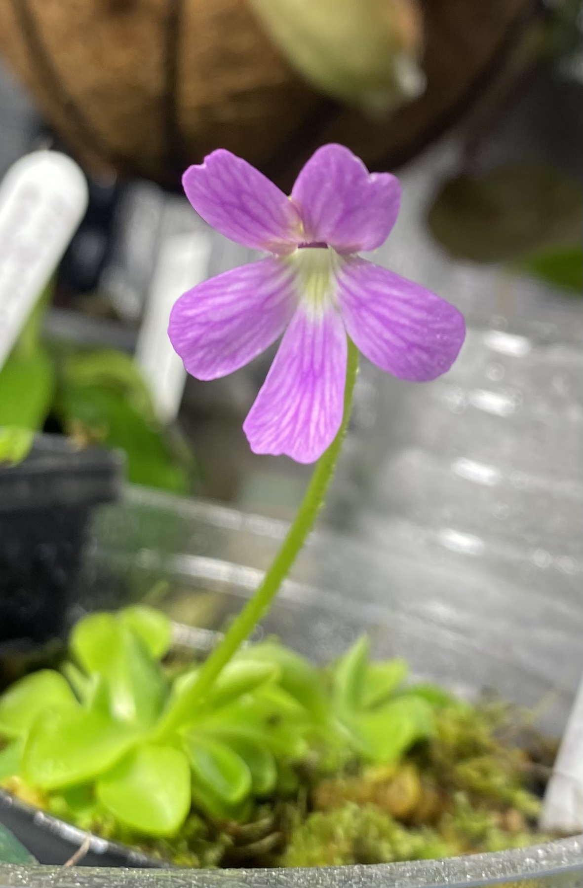 Pinguicula - emarginata x 'Weser'
