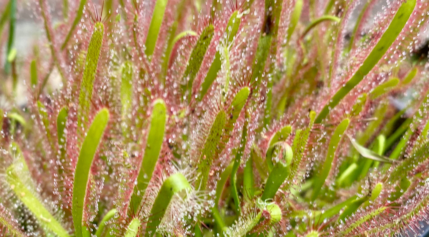 Drosera Capensis - Typical