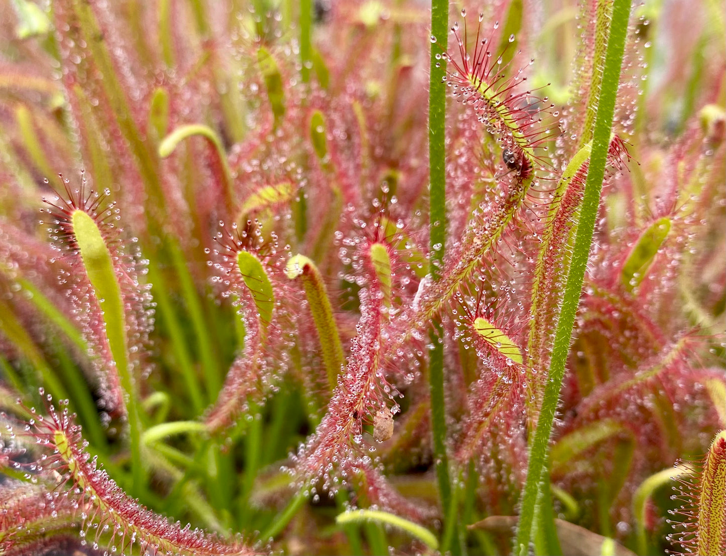 Drosera Capensis - Typical