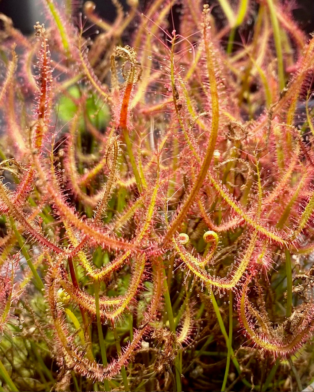 Drosera Binata var. multifida & Capensis Pack
