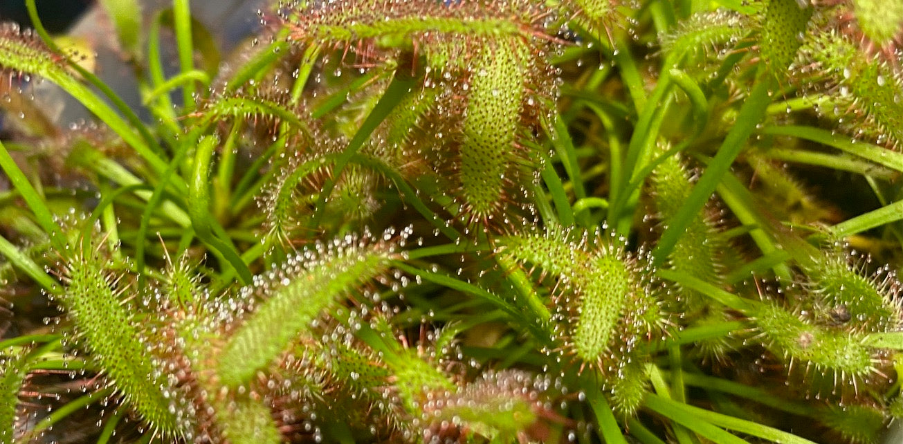 Drosera Capensis - Sundews - Typical Form & Alba Pack