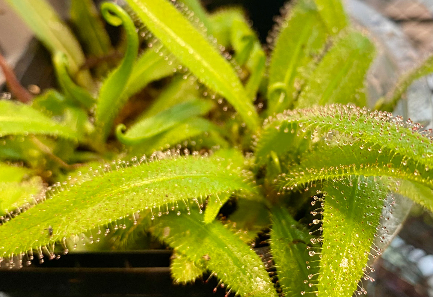 Drosera Adelae