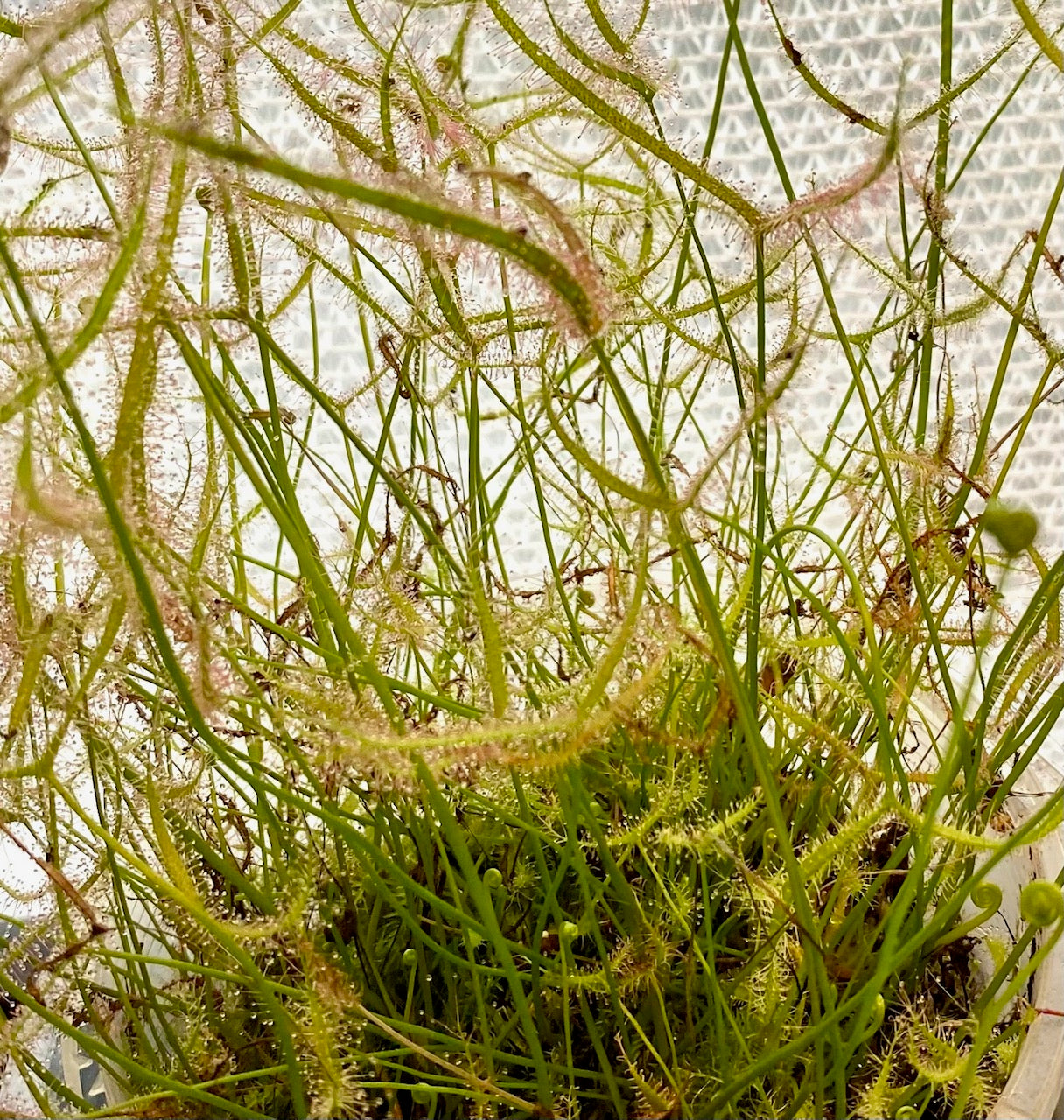Drosera Binata var multi fidia & Adelae pack