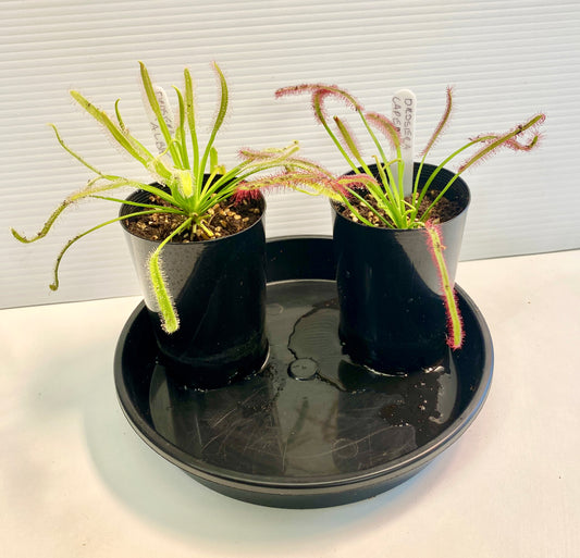 Drosera Capensis - Sundews - Typical Form & Alba Pack