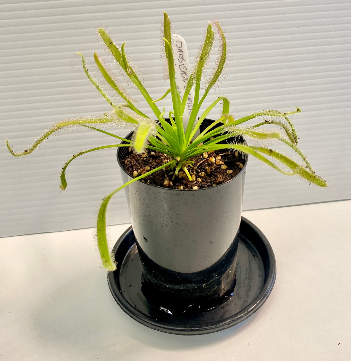 Drosera Capensis - Sundews - Typical Form & Alba Pack