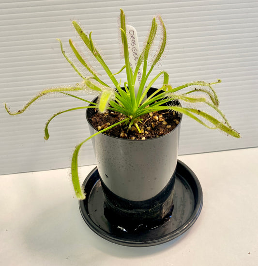 Drosera Capensis - Alba