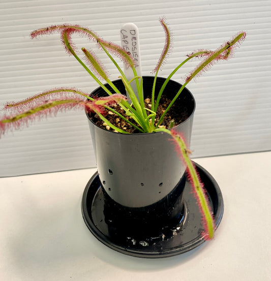 Drosera Capensis - Typical