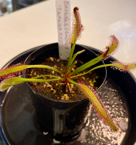 Drosera Capensis - Tamlins Red