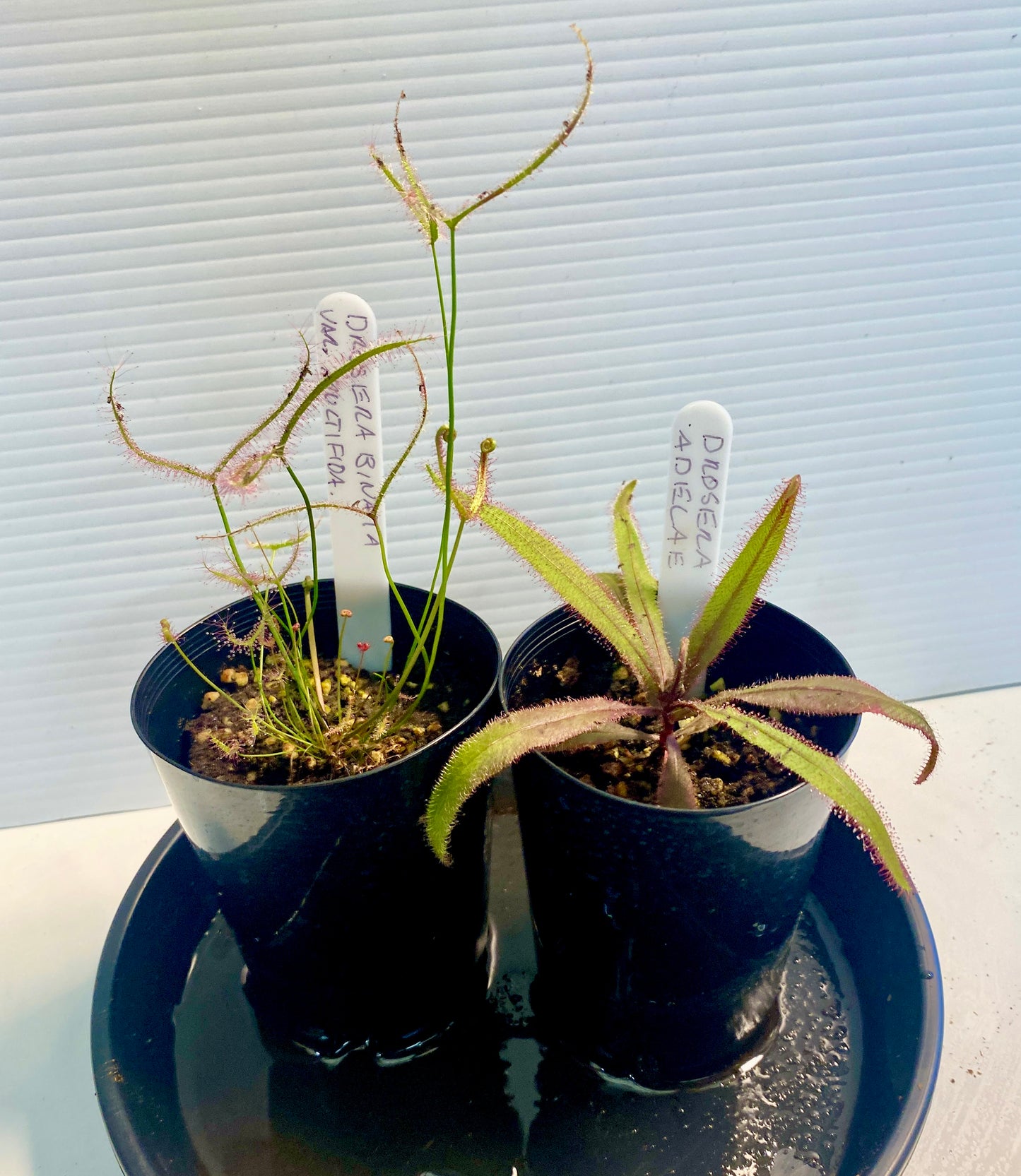 Drosera Binata var multi fidia & Adelae pack