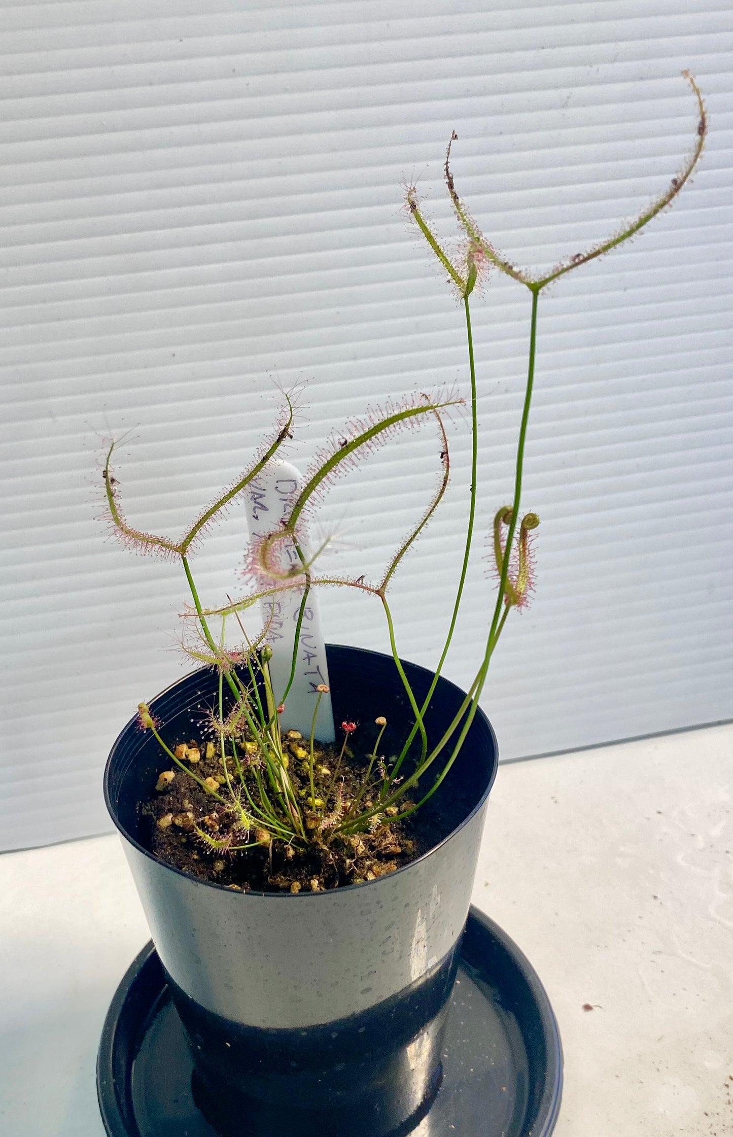 Drosera Binata var. multifida & Capensis Pack