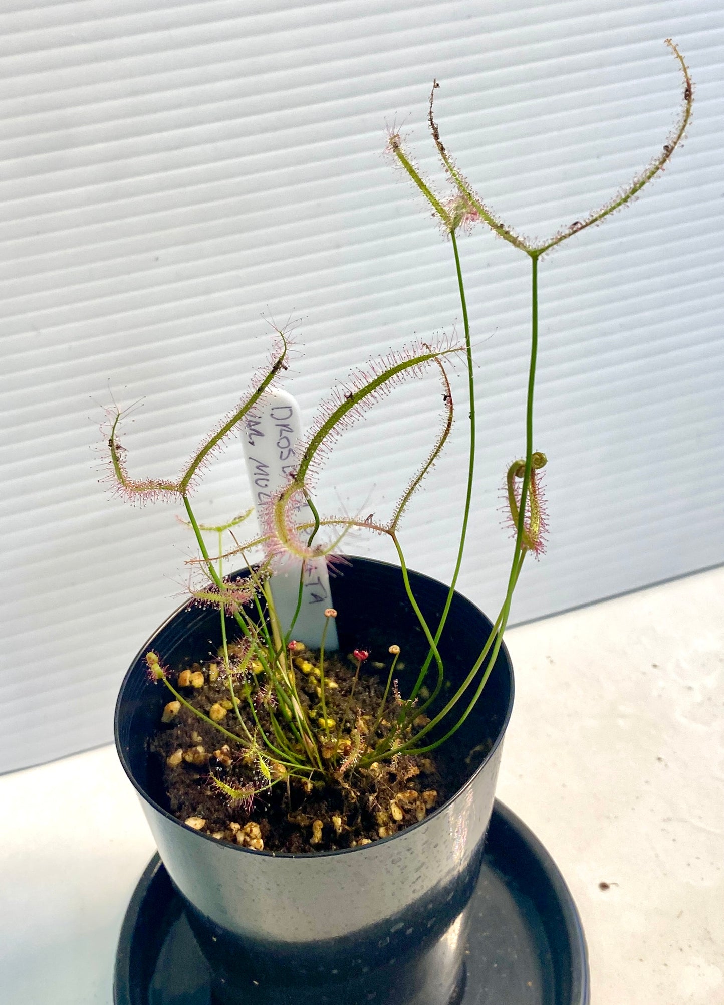 Drosera Binata var multi fidia & Adelae pack