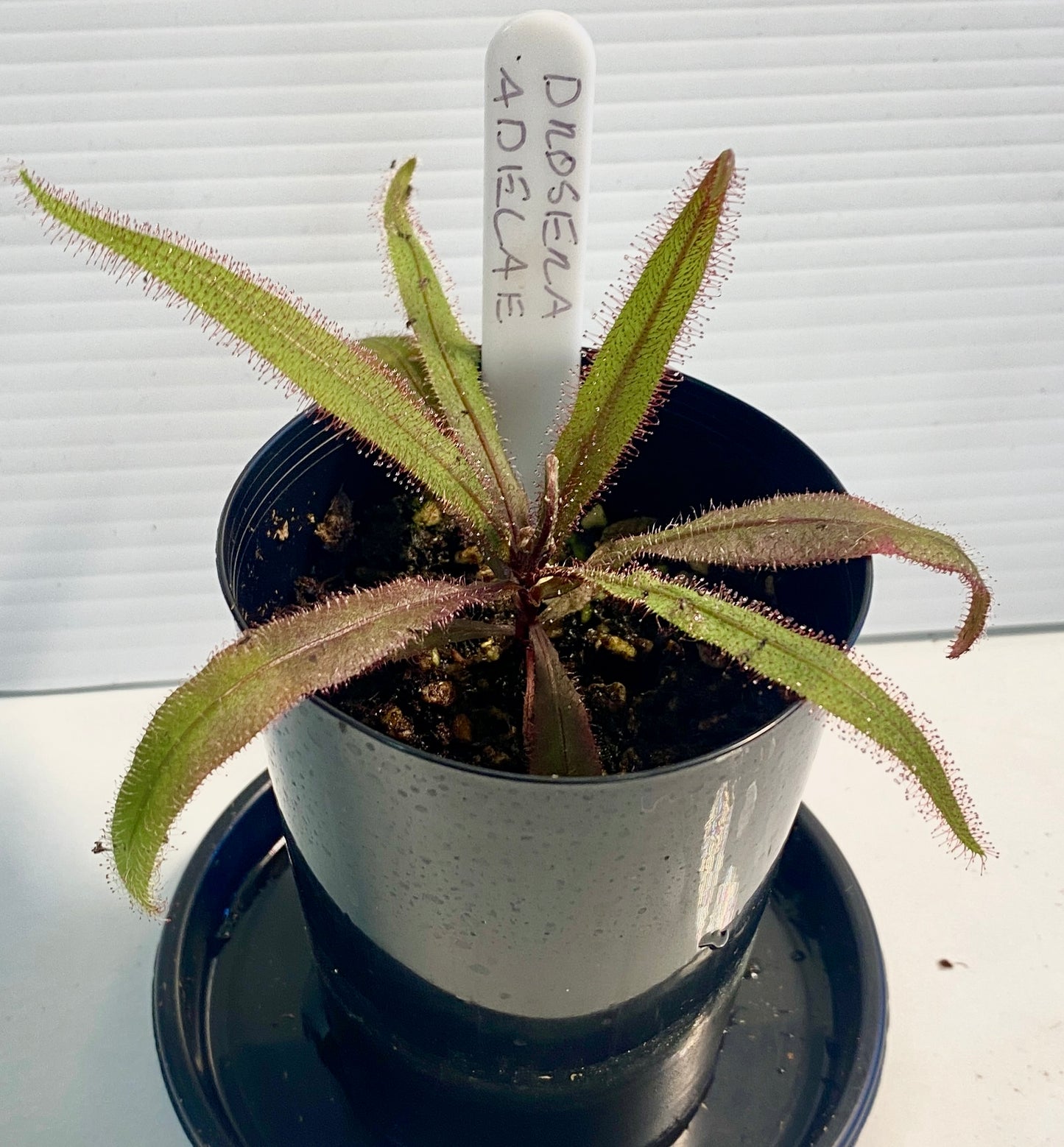 Drosera Binata var multi fidia & Adelae pack