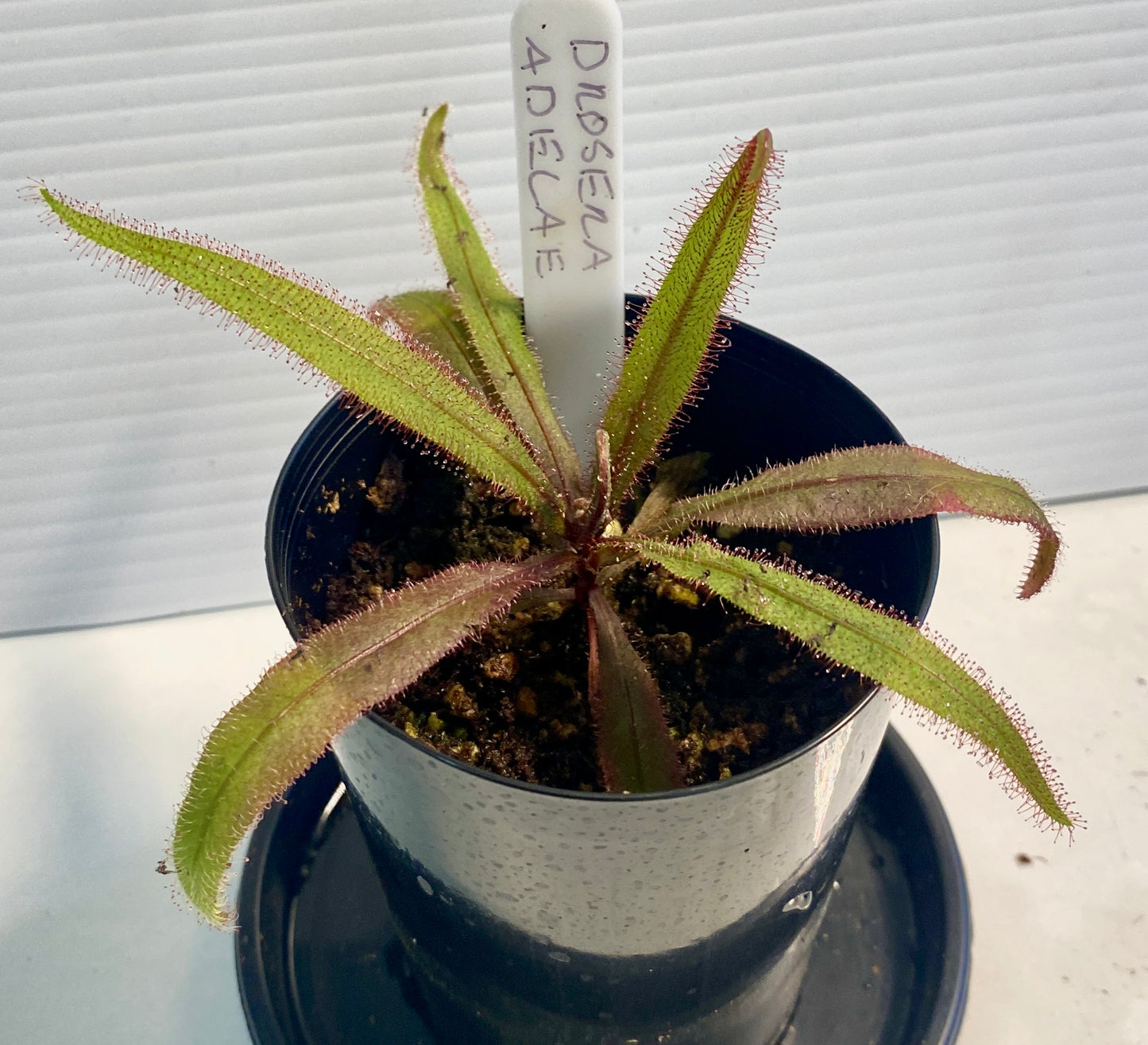 Drosera Adelae