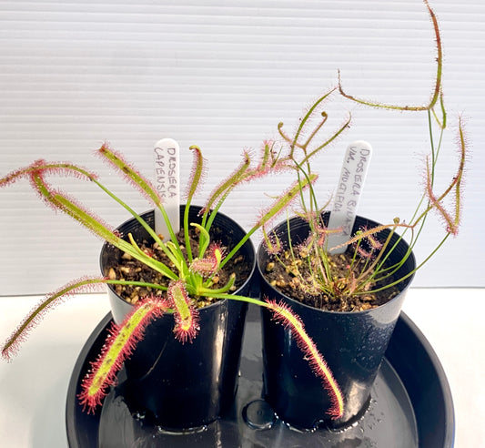 Drosera Binata var. multifida & Capensis Pack