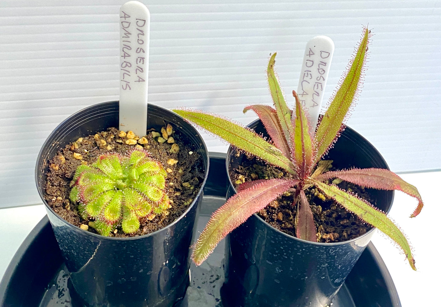 Drosera Admirabilis & Adelae Pack