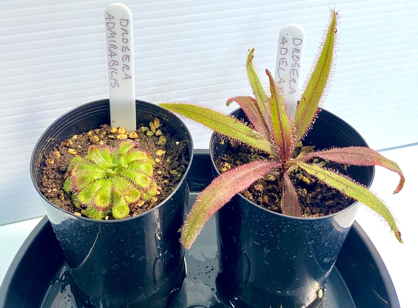Drosera Admirabilis & Adelae Pack