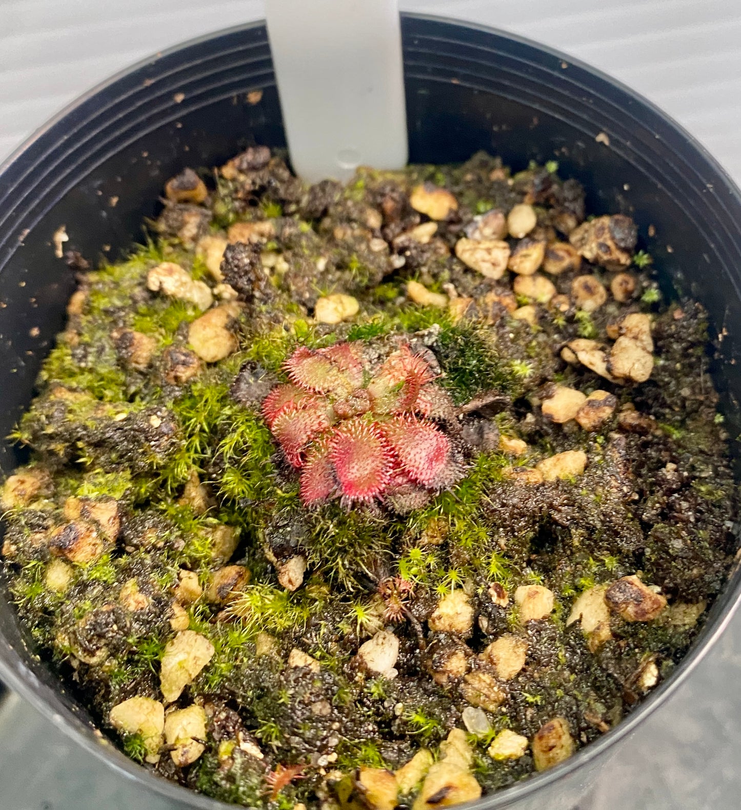 Drosera Tomentosa var. glabrata