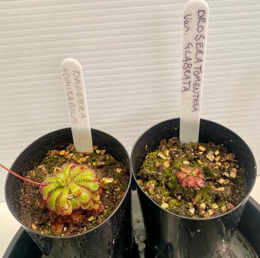Drosera Admirabilis & Tomentosa var glabrata Pack - Sundews