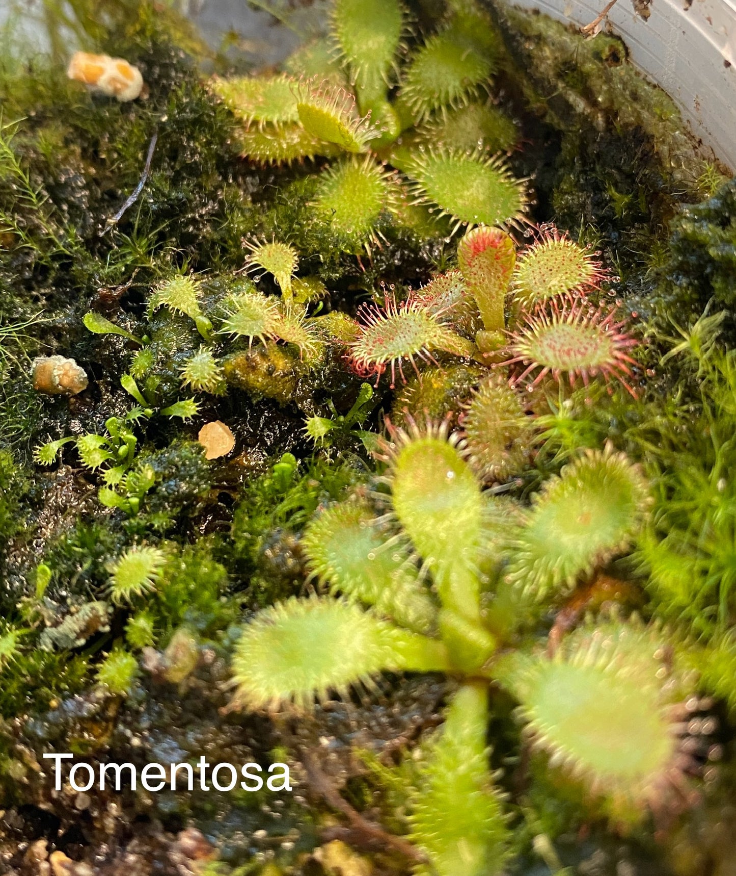 Drosera Tomentosa var. glabrata