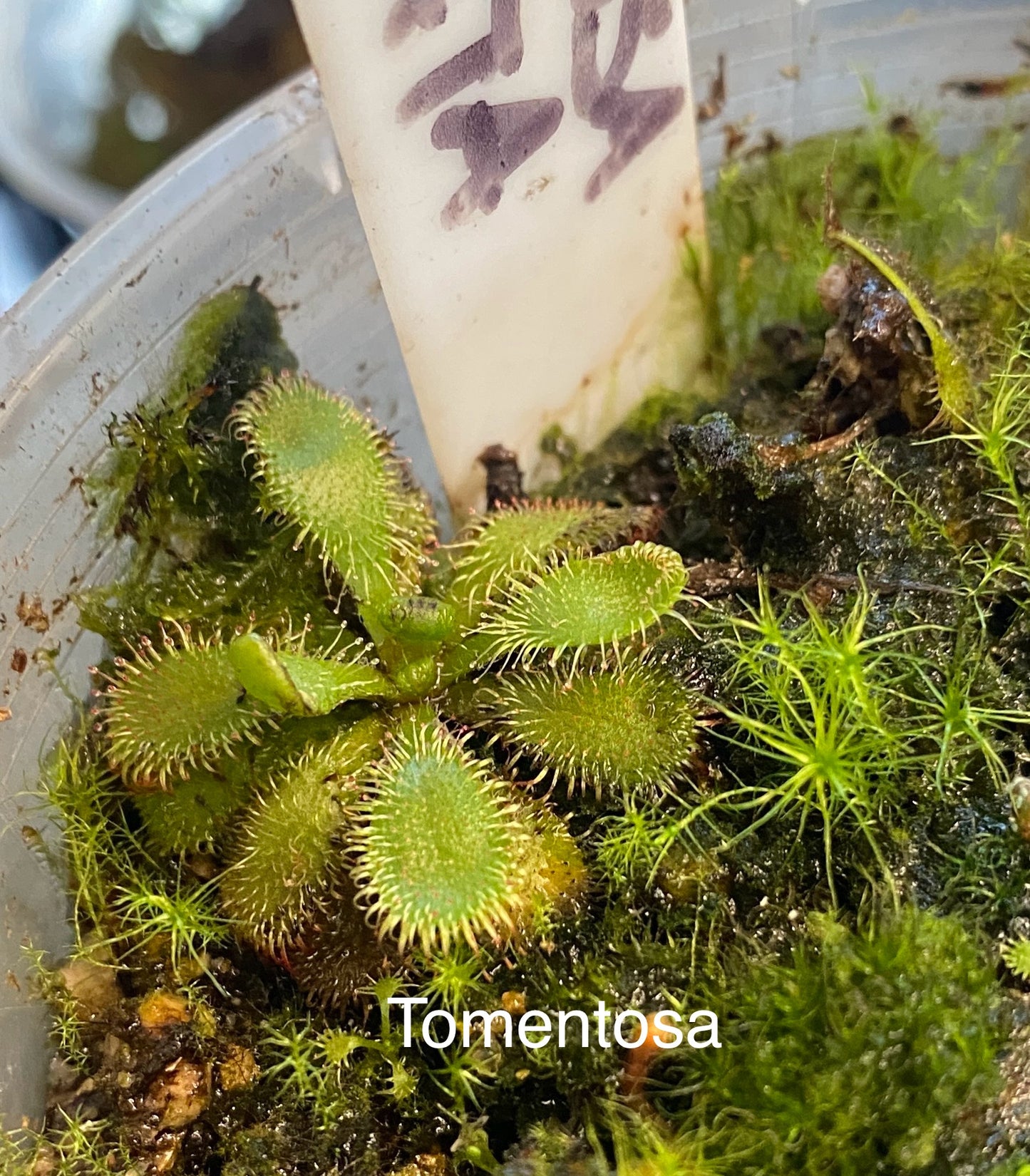 Drosera Tomentosa var. glabrata