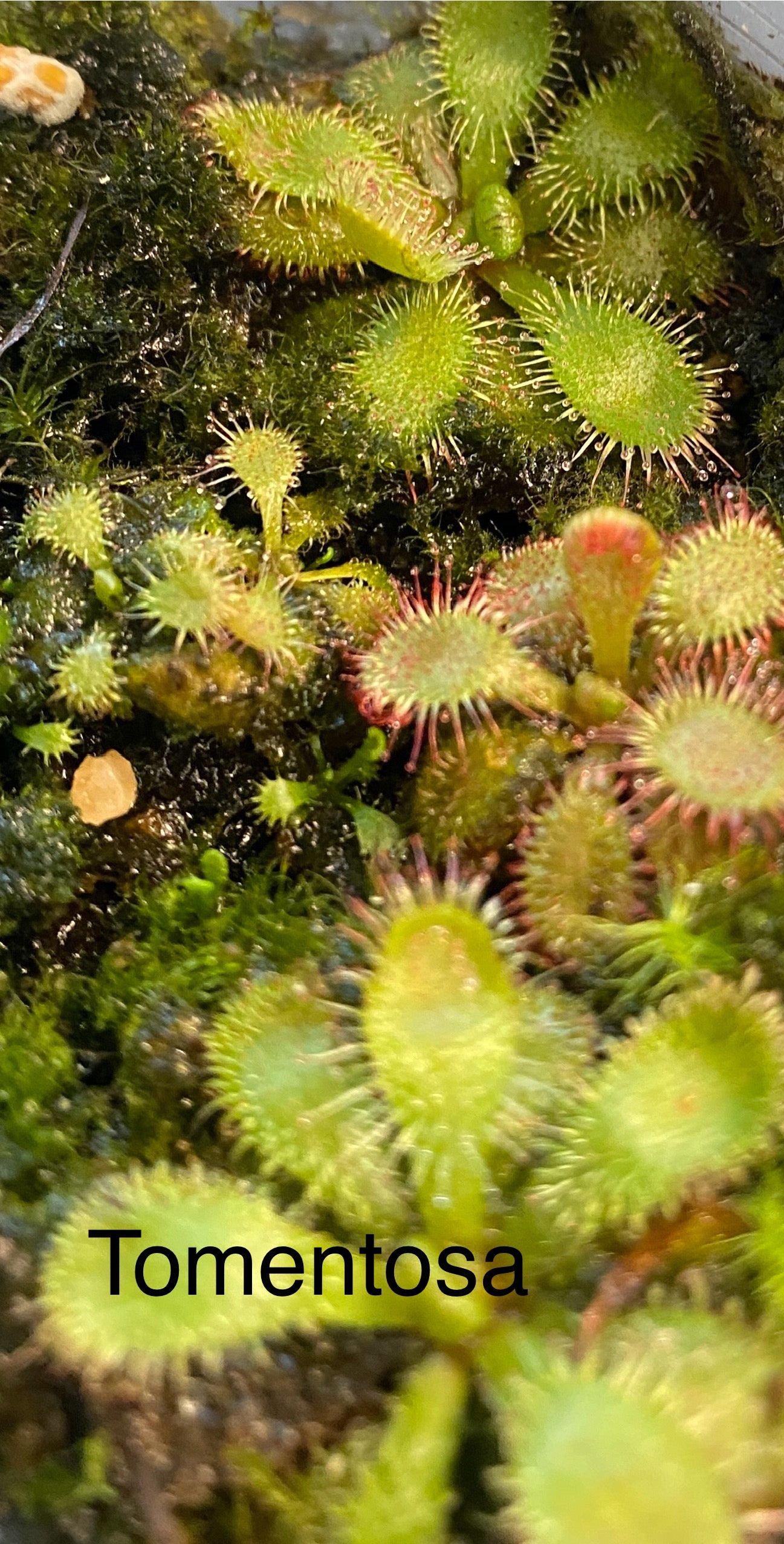 Drosera Tomentosa var. glabrata