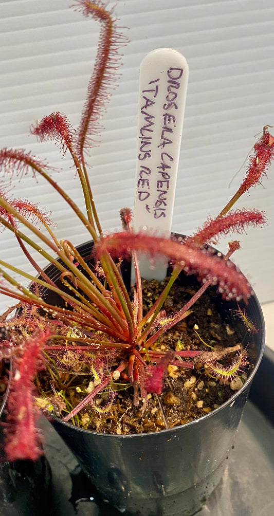 Drosera Capensis - Tamlins Red