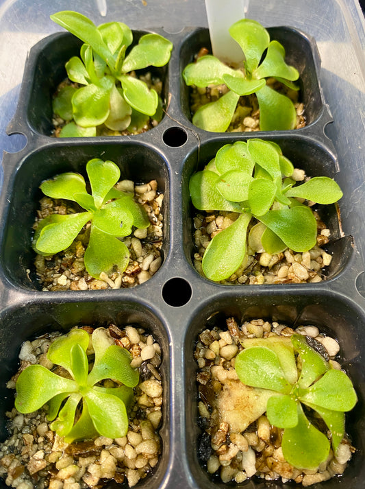 Pinguicula - emarginata x 'Weser'