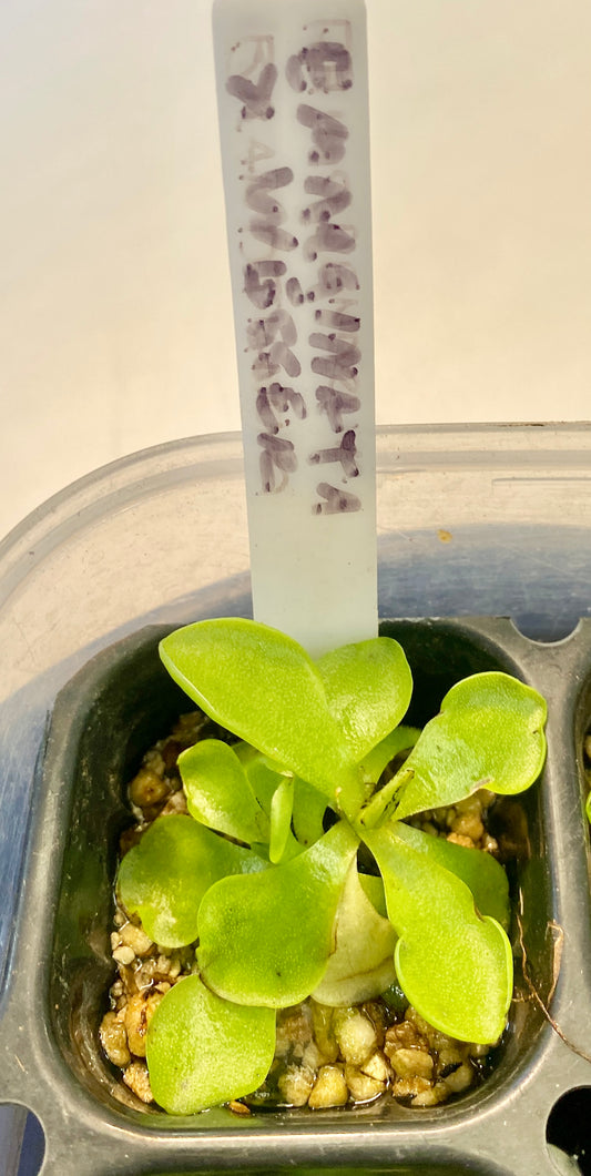 Pinguicula - emarginata x 'Weser'