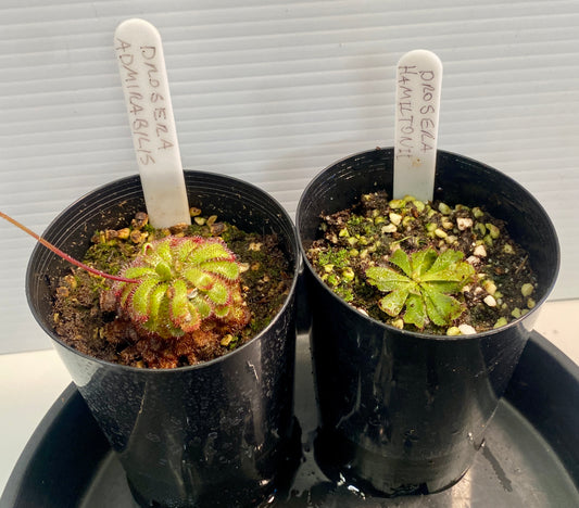 Drosera Admirabilis & Hamiltonii Pack