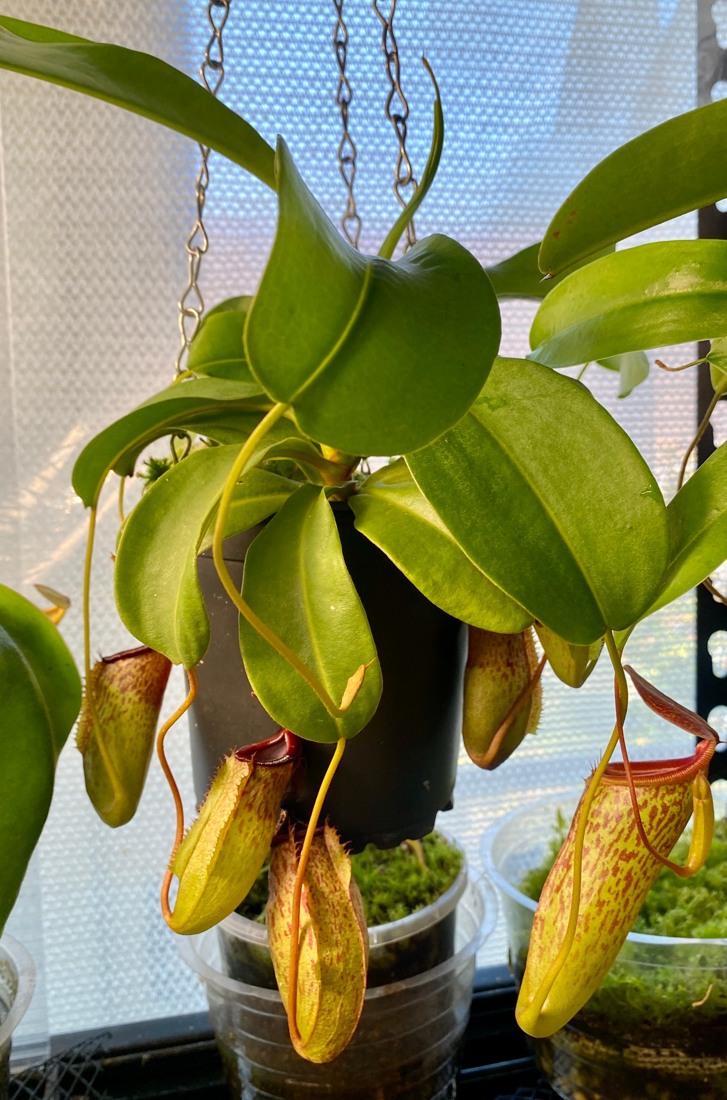 Nepenthes ventricosa x (maxima x talangensis) - S/M