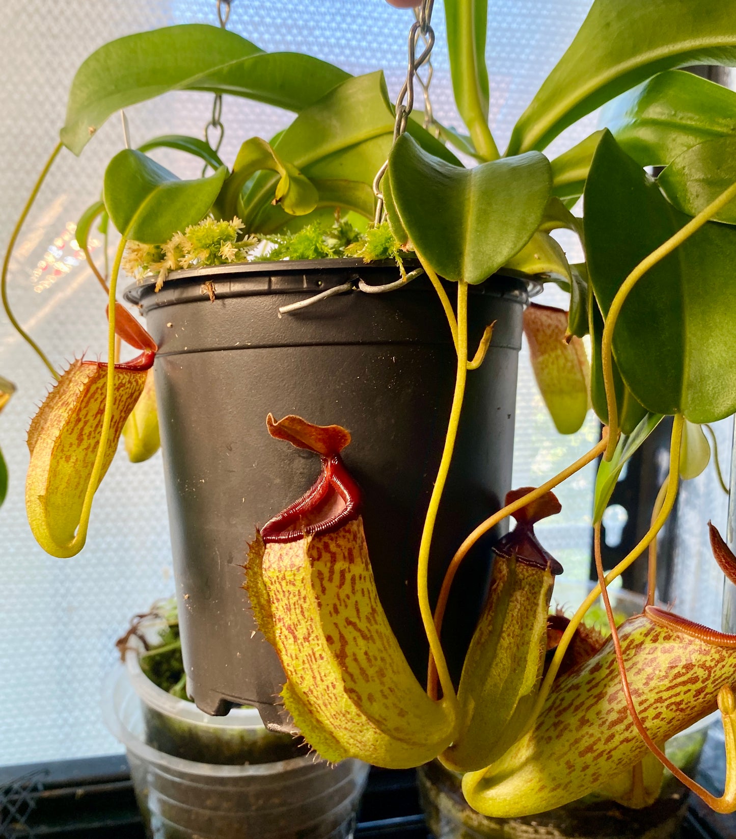 Nepenthes ventricosa x (maxima x talangensis) - S/M