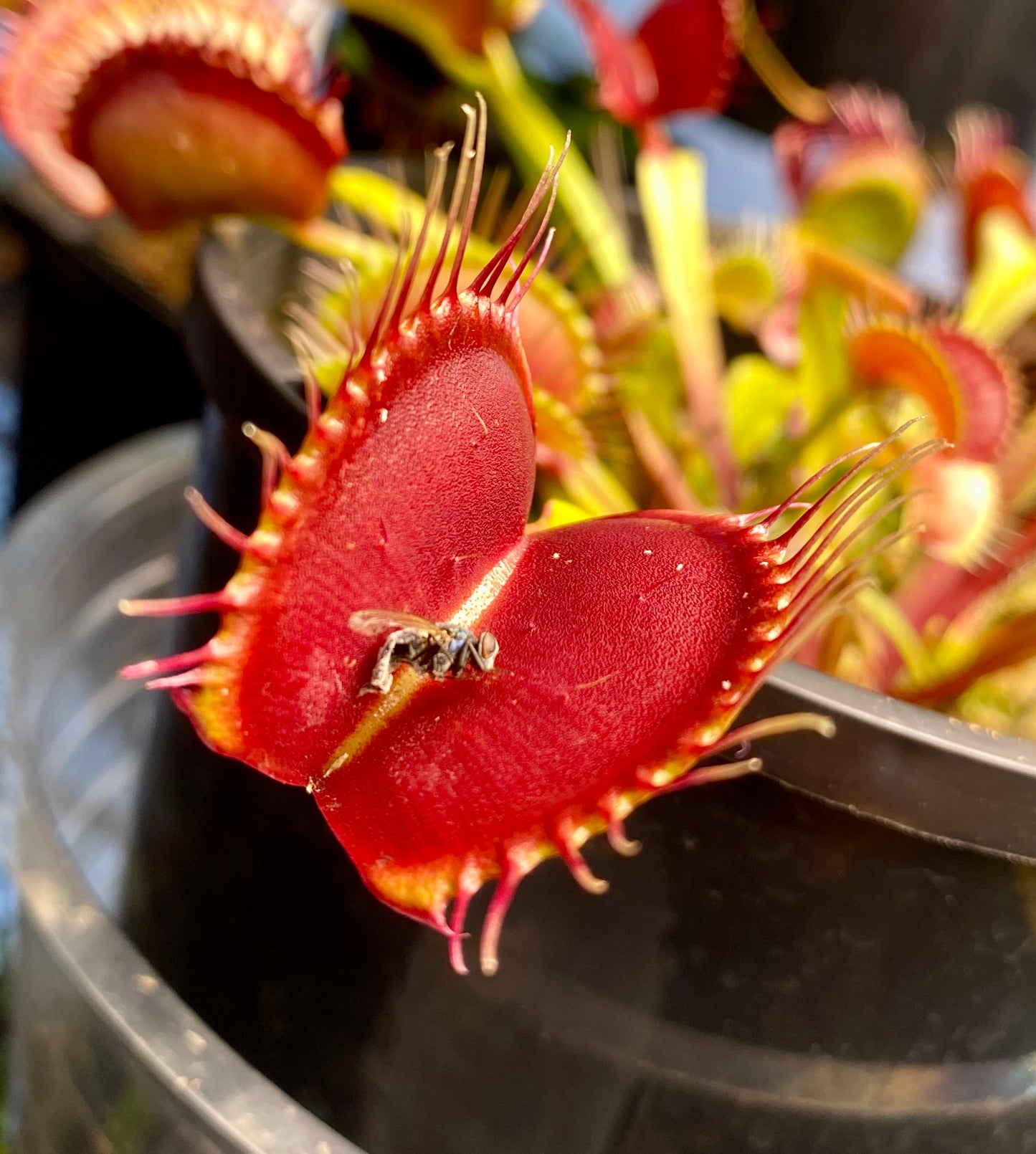 Dionaea muscipula - Venus Fly Trap - Typical