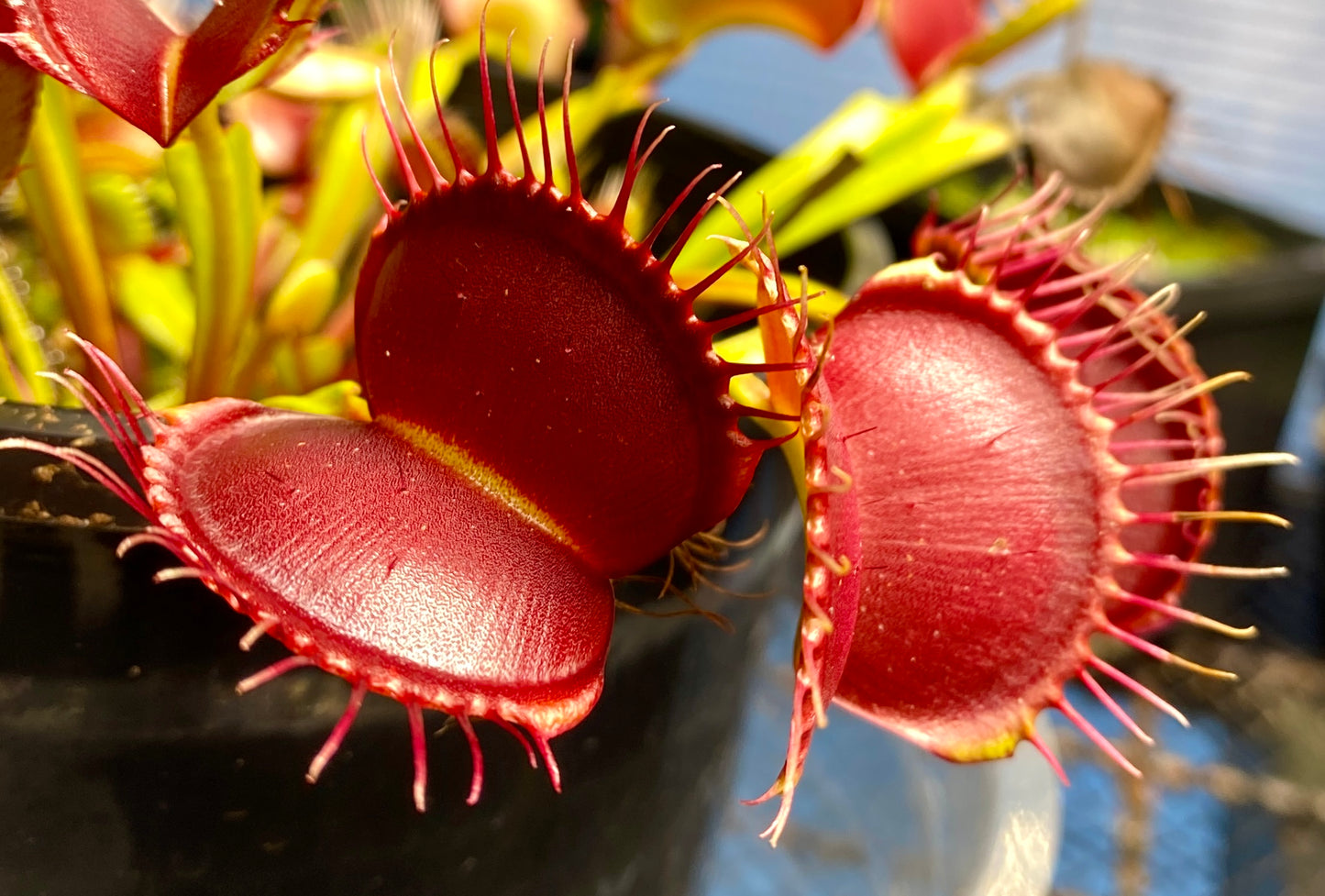 Dionaea muscipula - Venus Fly Trap - Typical