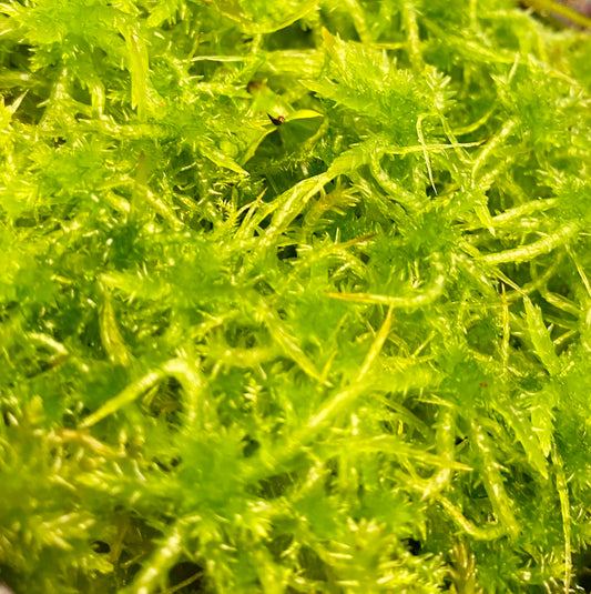 Live Sphagnum Moss - 120ml & 300ml Containers