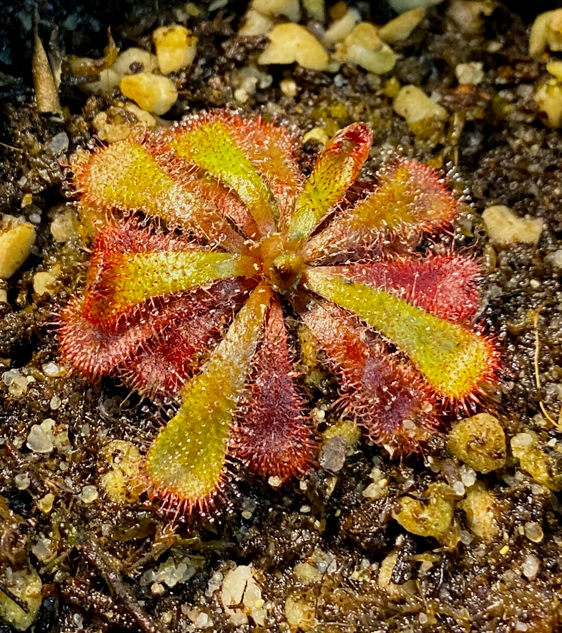 Drosera Aliciae - 'silvermine'