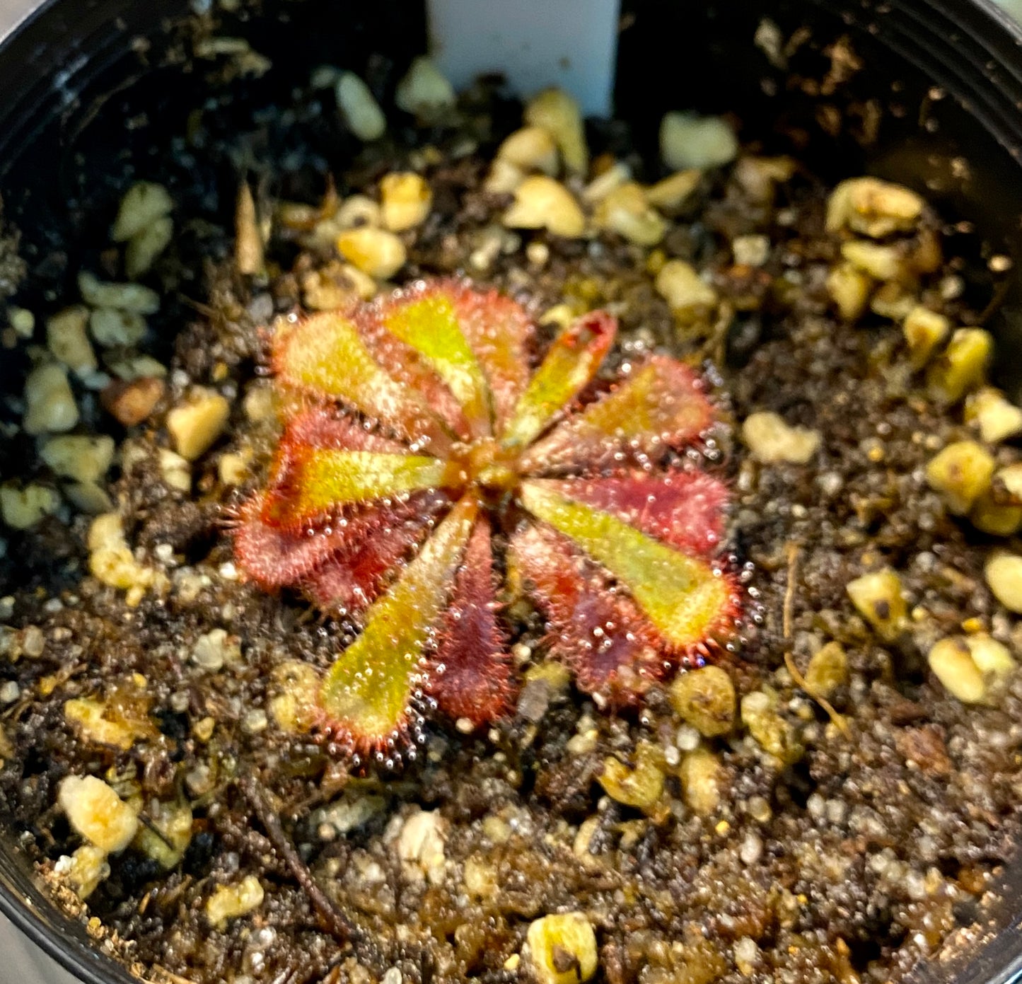Drosera Aliciae - 'silvermine'